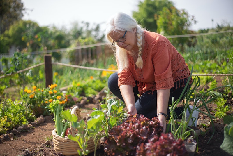 An elderly woman harvesting lettuce in a garden.