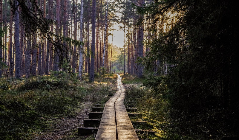 A wooden walkway in a forest at sunset.